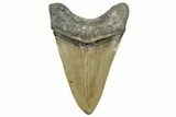 Serrated, Fossil Megalodon Tooth - North Carolina #328264-1